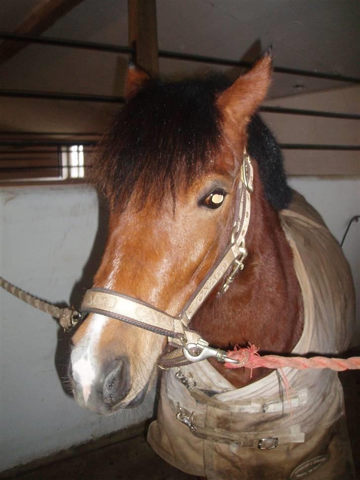 New Forest Agerboes Coco billede 13