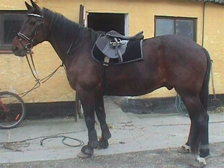 Traver Andy Bakholdt -død-  billede 5