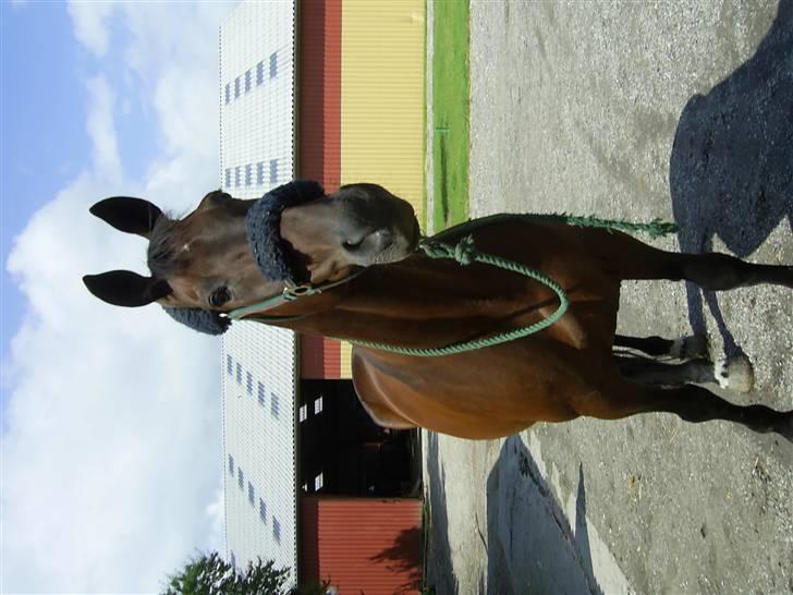 Traver Andy Bakholdt -død-  billede 6