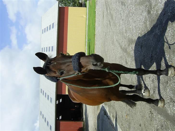 Traver Andy Bakholdt -død-  billede 7