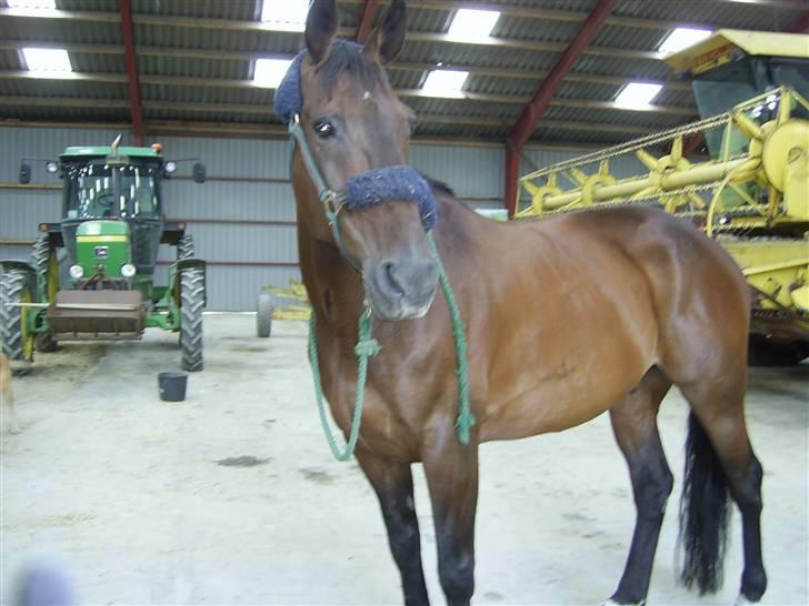 Traver Andy Bakholdt -død-  billede 8