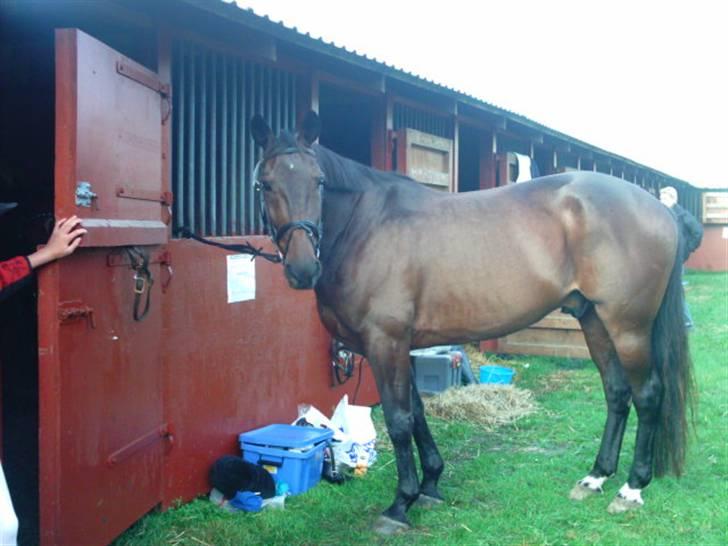 Traver Andy Bakholdt -død-  billede 9