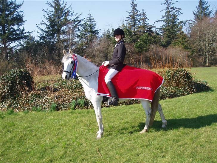 Welsh Pony (sec B) Bohemo Idol (Solgt) - Idol efter et super godt mesterskab :) (klub) billede 2