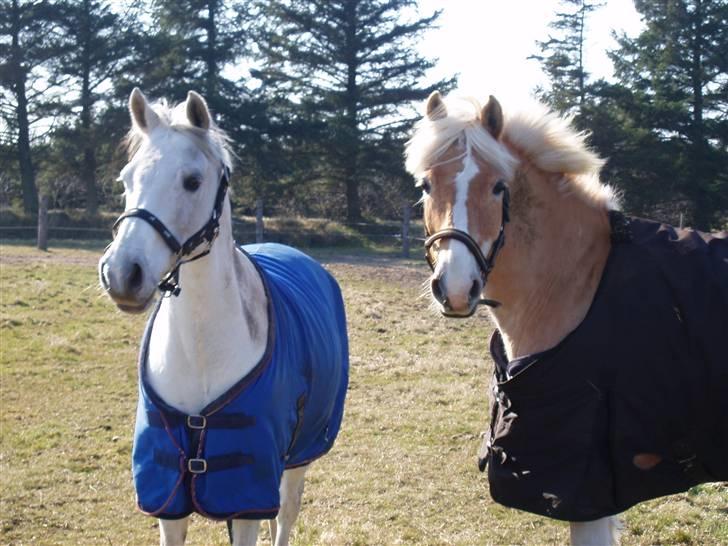 Welsh Pony (sec B) Bohemo Idol (Solgt) - Nanok og Idol efter at have mudret sig godt og grundigt til ude på marken. billede 3