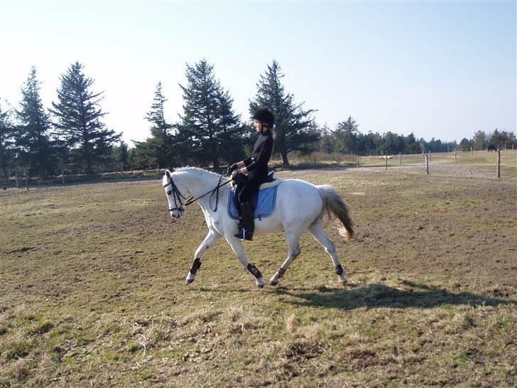 Welsh Pony (sec B) Bohemo Idol (Solgt) - Idol og mig træner i folden :) billede 4