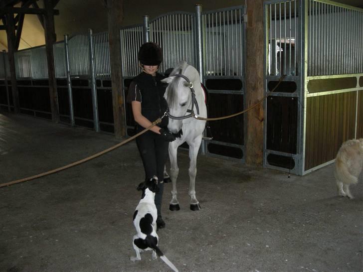 Welsh Pony (sec B) Bohemo Idol (Solgt) - Idol, som står og nedstirrer min hund :b billede 6