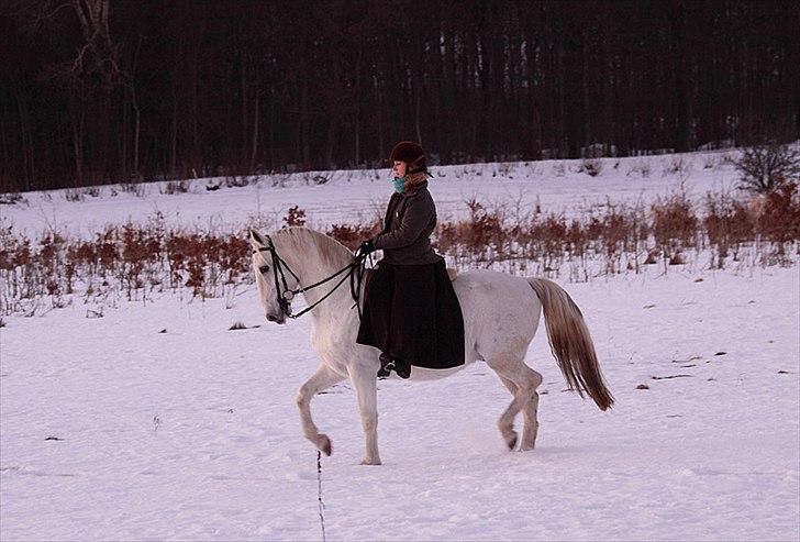 Lipizzaner Conversano Aranka  - Samlet trav. Lidt langsomt bagben og en anelse forholdt fortil. billede 1