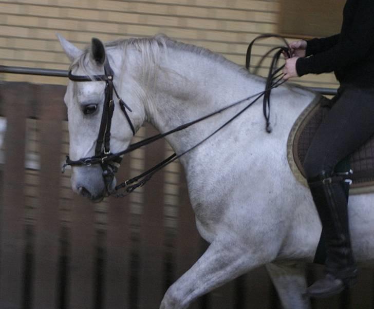 Lipizzaner Conversano Aranka  billede 3