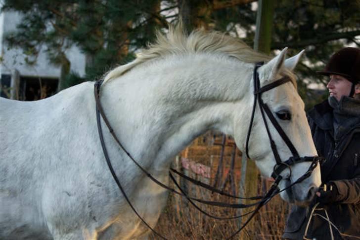 Lipizzaner Conversano Aranka  billede 4