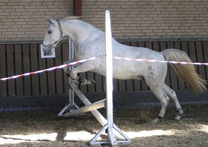 Lipizzaner Conversano Aranka  - Kan godt springe en lille bitte smule også :) billede 6