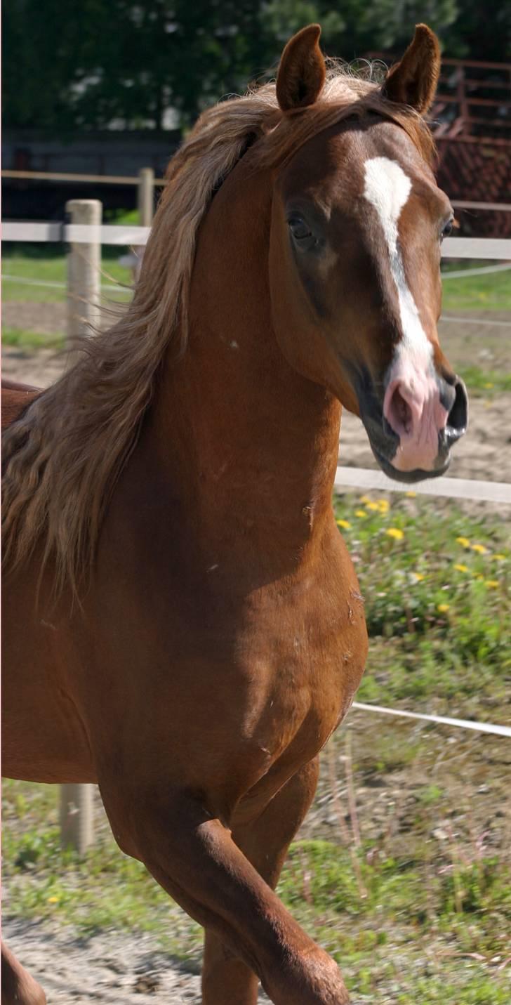 Arabisk fuldblod (OX) Xerex - Smukke hesten :) billede 2