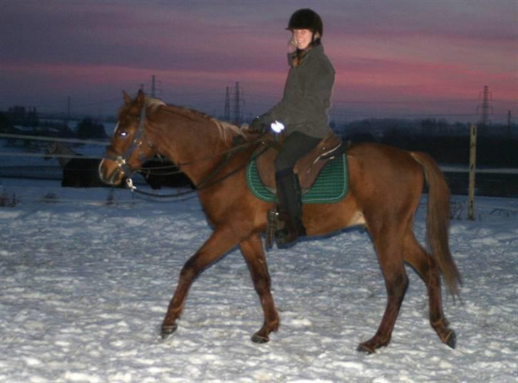 Arabisk fuldblod (OX) Xerex - 1. gang vi rider alene uden at nogen holder i longen - forår 2006 billede 4