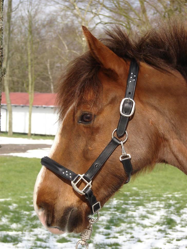 Hollandsk Sportspony Joker billede 1