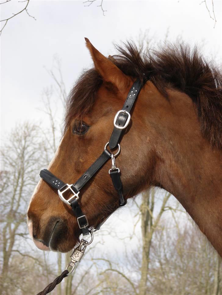 Hollandsk Sportspony Joker billede 2