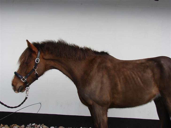 Hollandsk Sportspony Joker billede 3