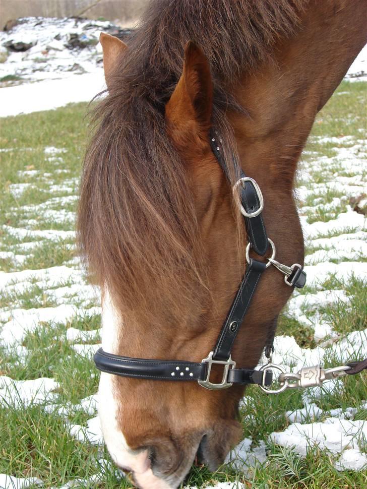 Hollandsk Sportspony Joker billede 4