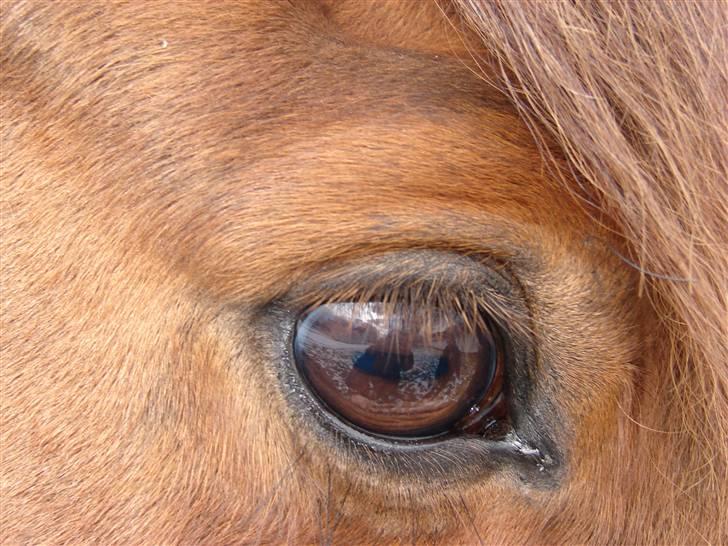 Hollandsk Sportspony Joker billede 6