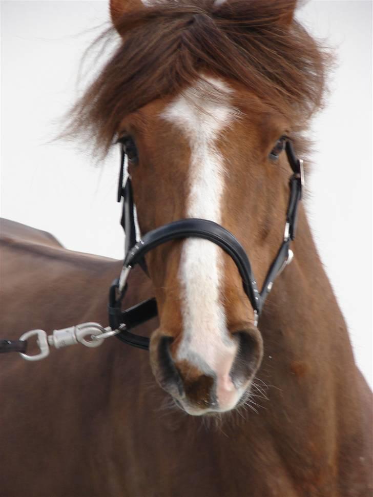 Hollandsk Sportspony Joker billede 7