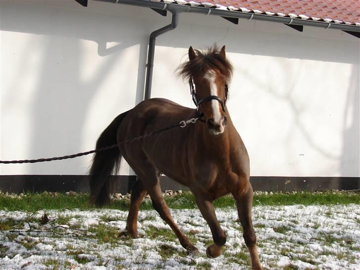 Hollandsk Sportspony Joker billede 9