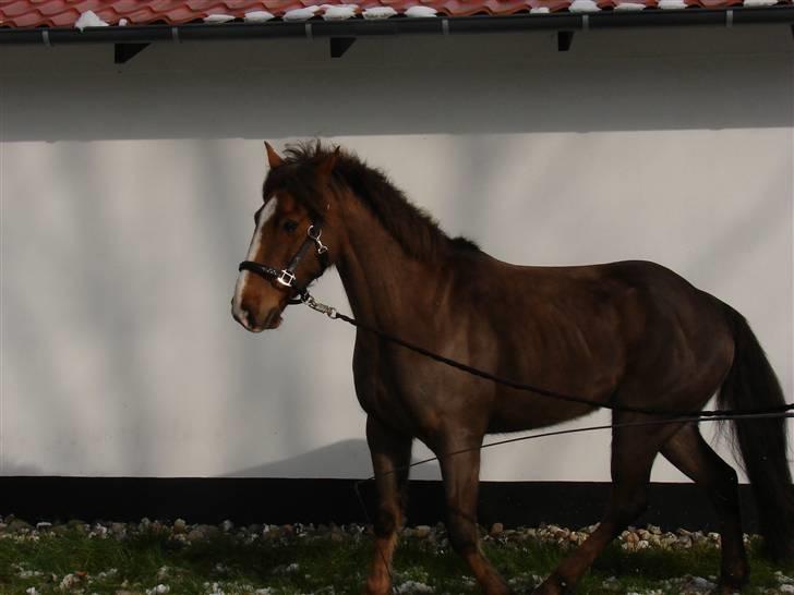 Hollandsk Sportspony Joker billede 10