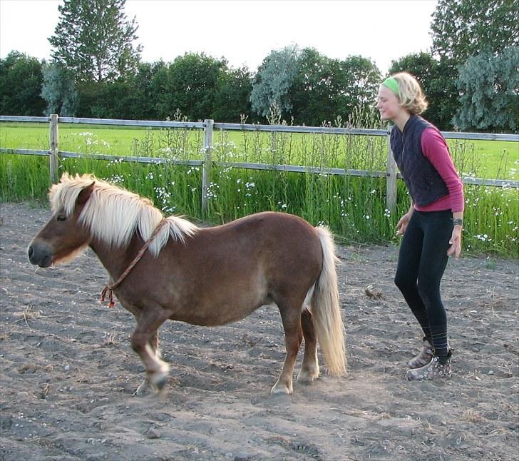 Shetlænder Katie <3 - 6 # Back to hand:) Foto: Lise Faurschou Hastrup 07.07.10 billede 6