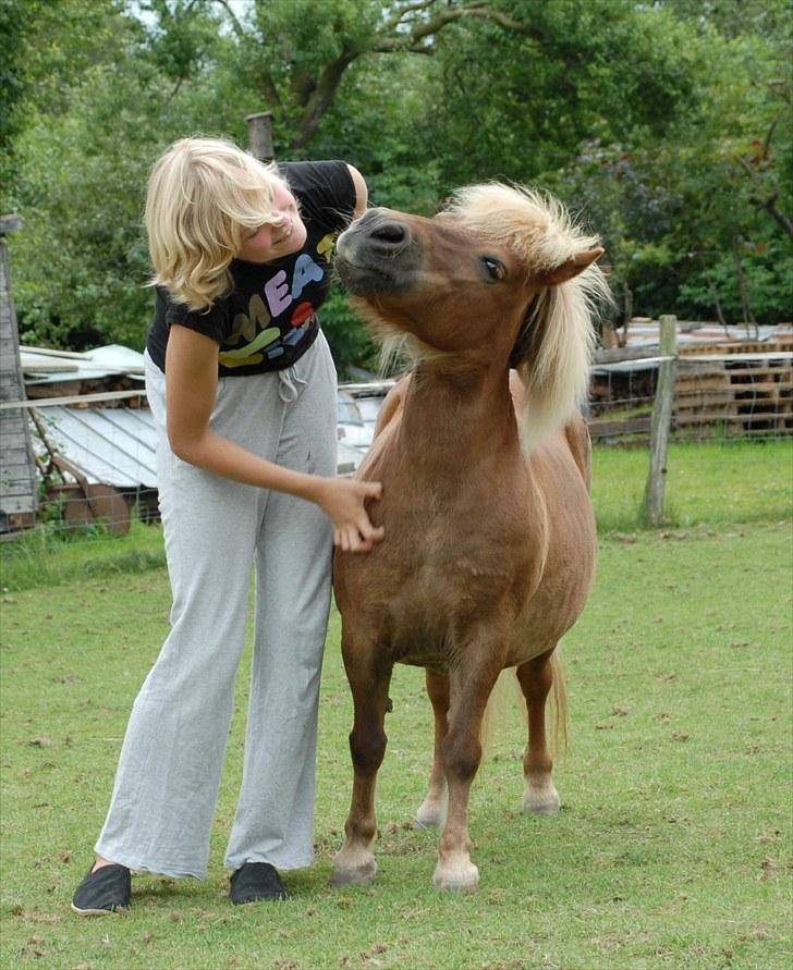 Shetlænder Katie <3 - 7 # Min lille engel<3 Foto: Ole Bak Jakobsen 08.08.10 billede 7