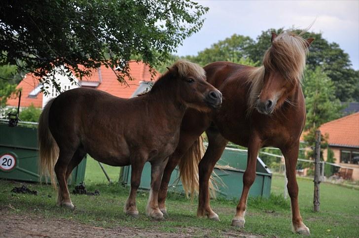Shetlænder Katie <3 - 8 # Katie og Saga i leg:) Foto: AFH 17.07.10 billede 8