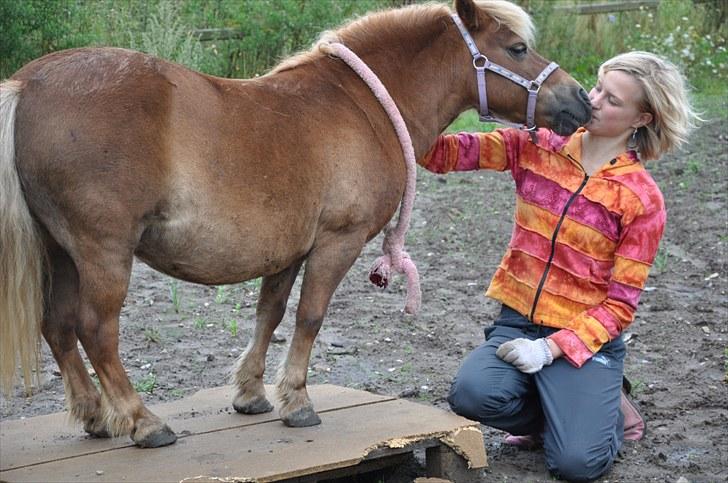 Shetlænder Katie <3 - 9 # Teammates...<3 Foto: Freja Lund Johnsen 16.08.10 billede 9