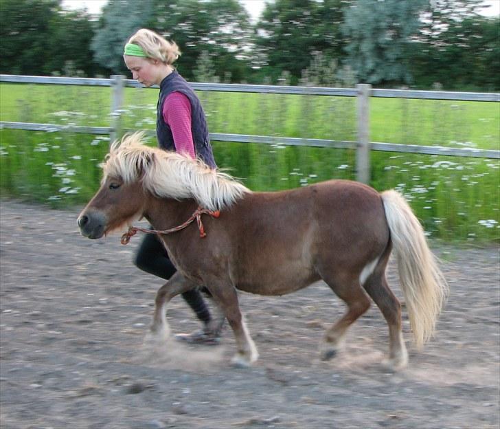 Shetlænder Katie <3 - 13 # Den lille enegibombe:) Foto: Lise Faurschou Hastrup 07.07.10 billede 13