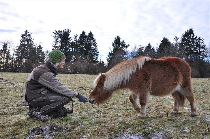 Shetlænder Katie <3 - 12 # Feel so close... Foto: Laura 23.01.11 billede 12