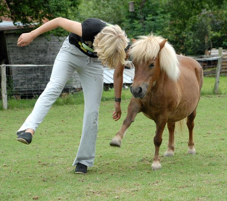 Shetlænder Katie <3 - 15 # Spanske skridt:) Foto: Ole Bak Jakobsen 08.08.10 billede 15