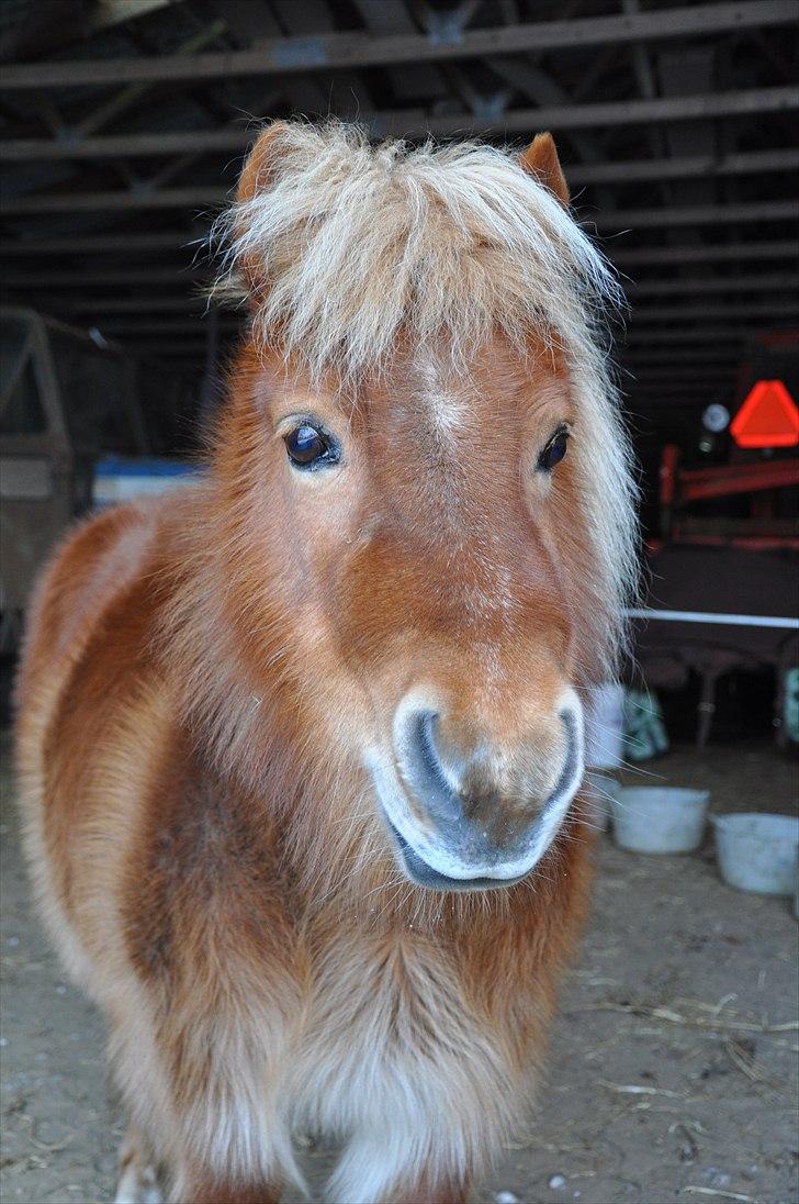 Shetlænder Katie <3 - 17 # You were my strength when I was week, you were my eyes when I couldn´t see, you saw the best there was in me<3 Foto: AFH 24.02.11 billede 17