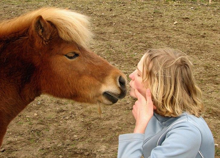 Shetlænder Katie <3 - 18 # Mys! Foto: Lise Faurschou Hastrup 03.04.11 billede 18