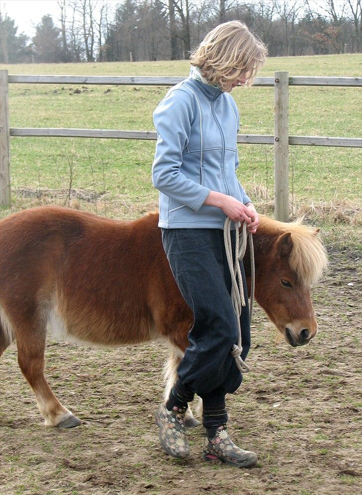 Shetlænder Katie <3 - 19 # Think about all the millions of oysters lying around on the bottom of the ocean. Then one day, God comes along and he says, "I think I´m gonna make that one different." and then he puts a little piece of sand in it and it can make a beautiful pearl<3 billede 19