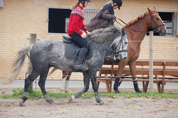 New Forest Mølgaards Zafir "Solgt" billede 3