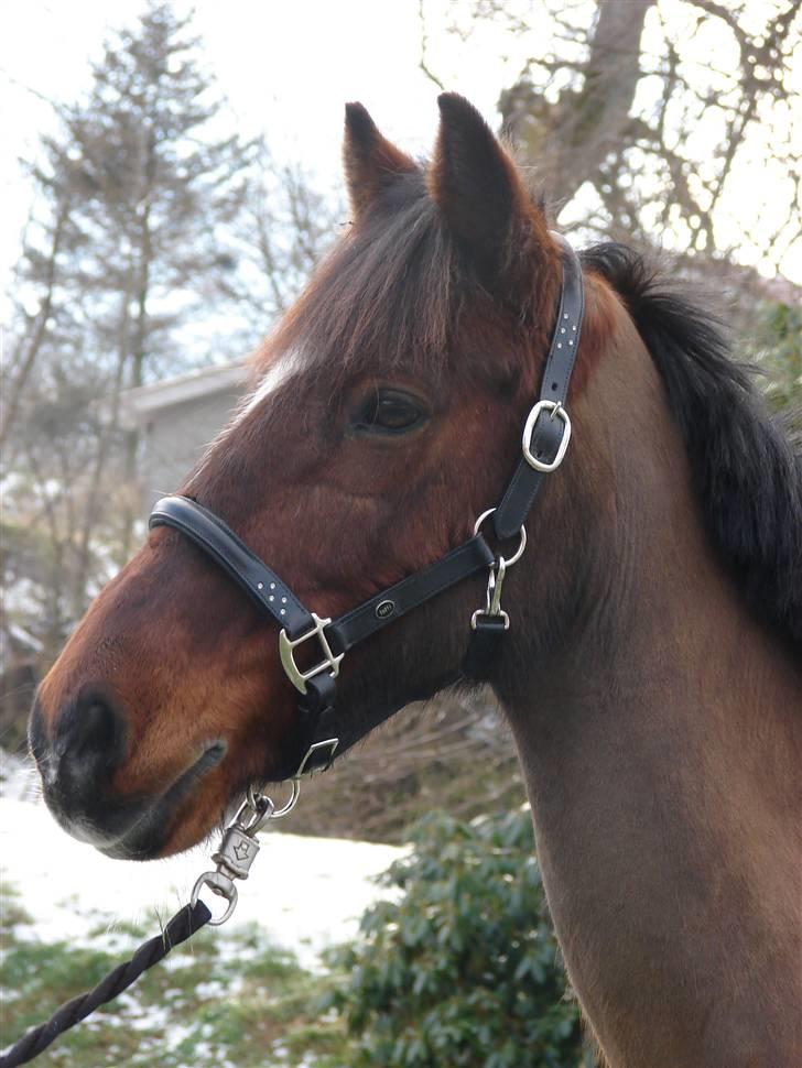 Irsk Sportspony Mr. Mars billede 1