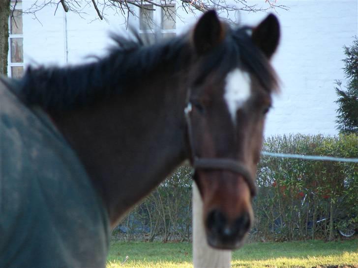 Irsk Sportspony Mr. Mars billede 2