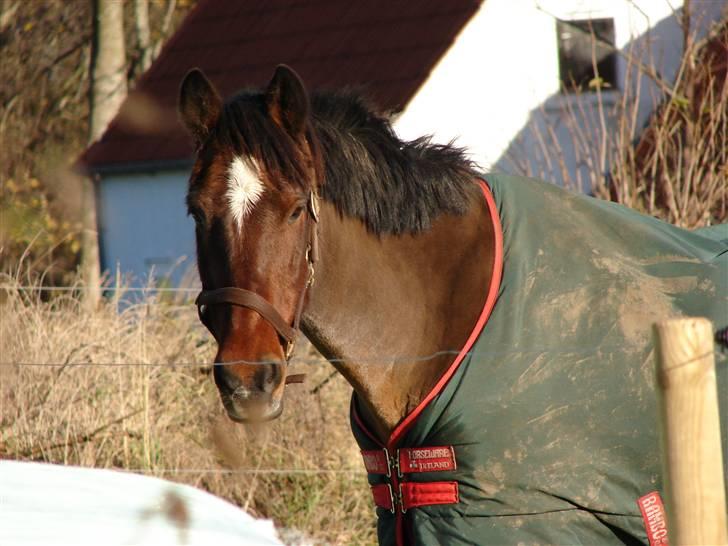 Irsk Sportspony Mr. Mars billede 3