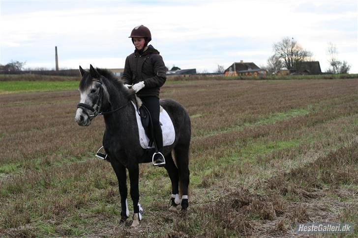 New Forest Mølgaards Zafir "Solgt" - Zafir og sabine igen billede 5