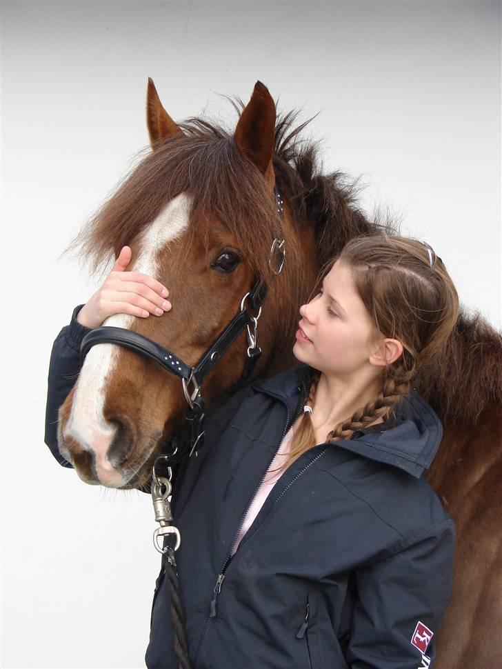 Hollandsk Sportspony Joker billede 12