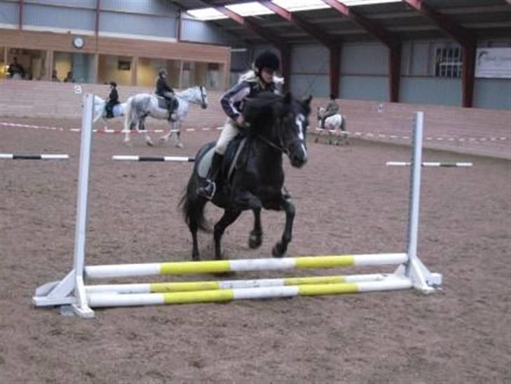 DSP Ca-pia *Død* <3 - Ca-pia til spring stævne .. billede 14