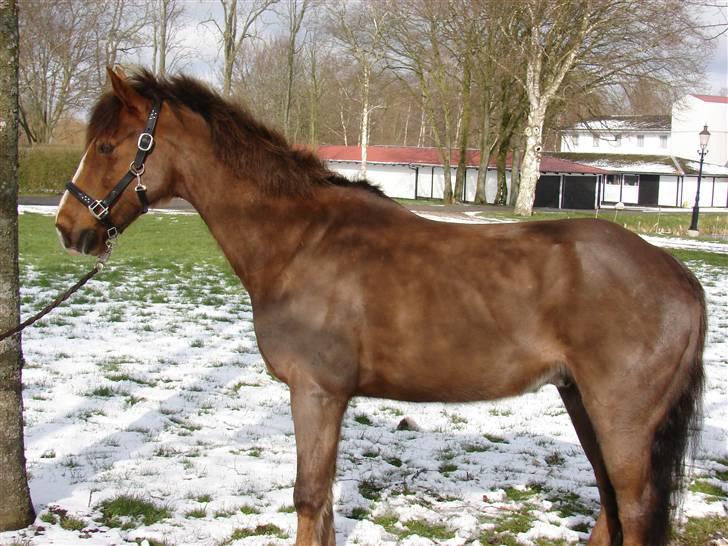 Hollandsk Sportspony Joker billede 13