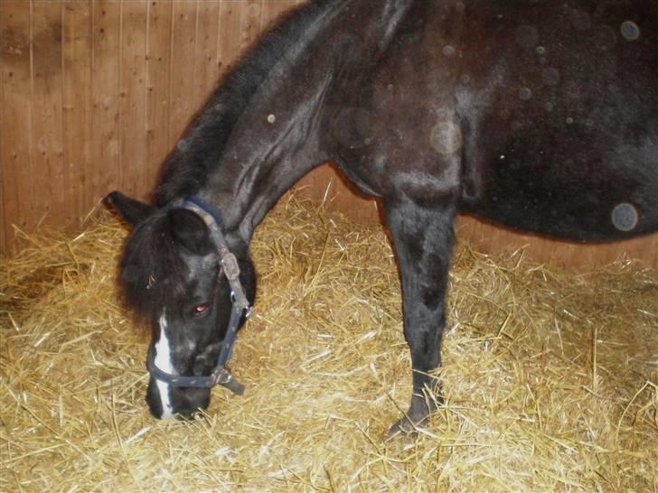 DSP Ca-pia *Død* <3 - den msukke i boksen .. billede 15