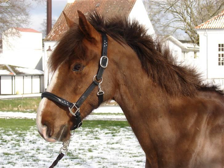 Hollandsk Sportspony Joker billede 14