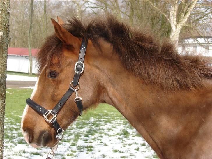 Hollandsk Sportspony Joker billede 15