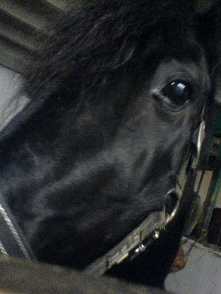 Welsh Cob (sec D) G. Black Surprise (SOLGT) - må jeg ikke snart få noget mad?     (PLEES) billede 13