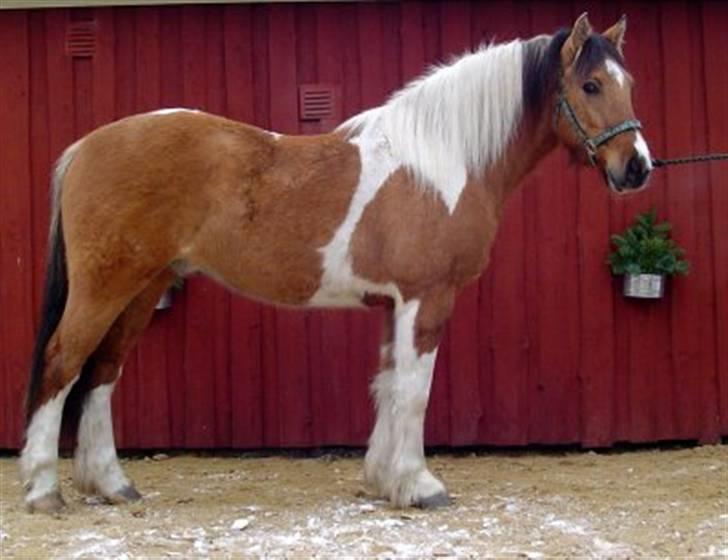 Anden særlig race Sean Connery*kommet hjem* - Ved hans ejer:) billede 1