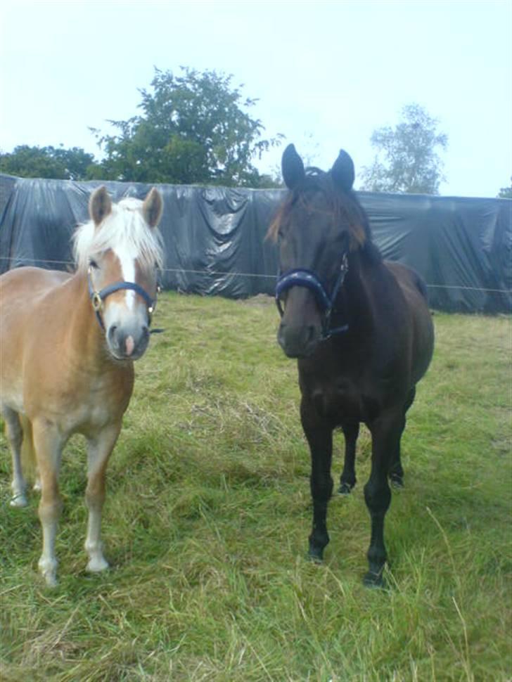 Haflinger Bianca - Biance og Scahdow billede 19