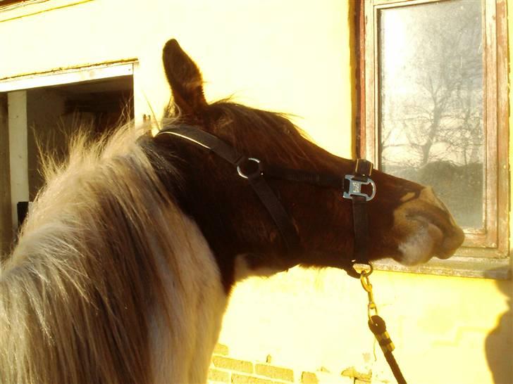 Anden særlig race Pepsie billede 2
