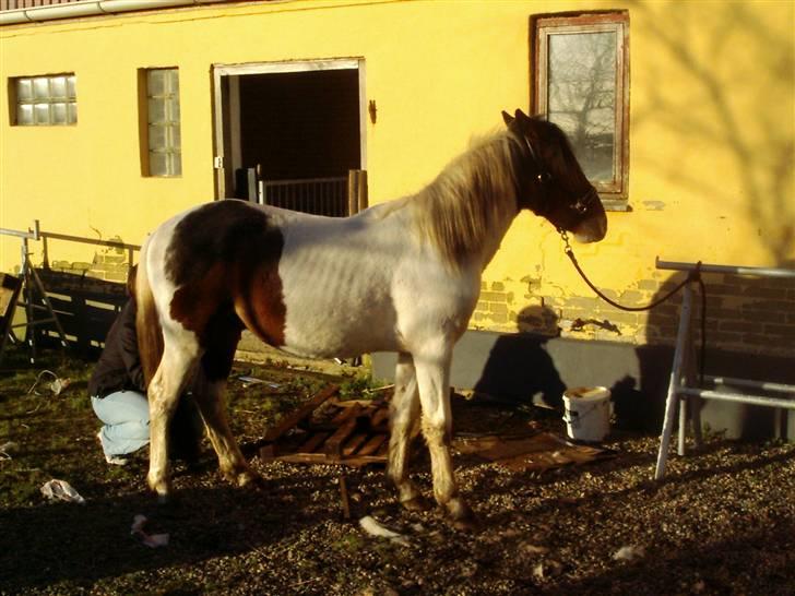 Anden særlig race Pepsie billede 3